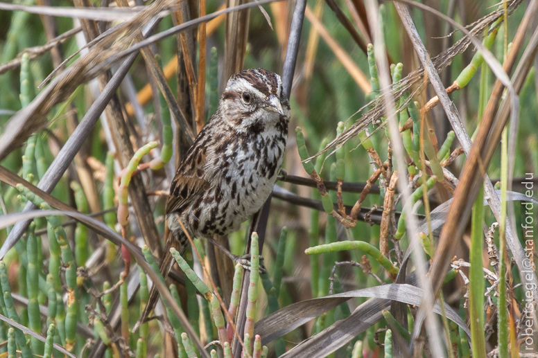 palo alto baylands